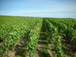 Domaine viticole  Épernay