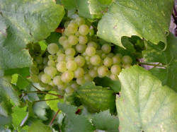 Producteur de champagne  Épernay