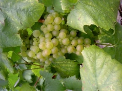 Producteur de champagne  Avize